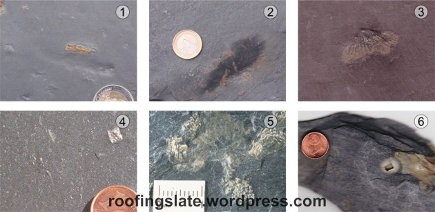 1 - Pyrrhotite, brown color, with not recognized shape. 2 - Pyrrhotite partially oxidized together with an inclusion of organic matter. 3 – Pyrrhotited fossil of a bivalve. 4 - Cubic pyrite crystal. 5 - Cubic pyrite crystals forming aggregates called framboids. 6 - Footprint of a disappeared cubic crystal of pyrite oxidized.